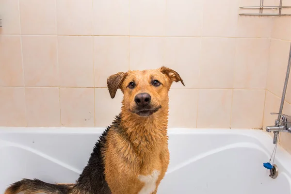 Banho do cão de raça mista engraçado. Um cão a tomar um banho de espuma. Cão de limpeza . — Fotografia de Stock