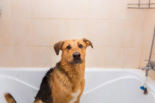 Banho do cão de raça mista engraçado. Um cão a tomar um banho de espuma. Cão de limpeza . — Fotografia de Stock