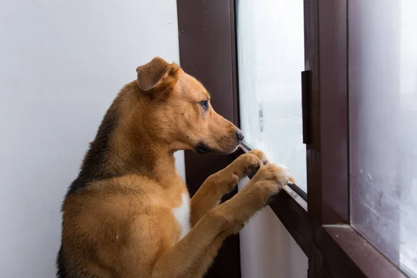 Retrato de perro solitario mirando a la ventana en el balcón —  Fotos de Stock