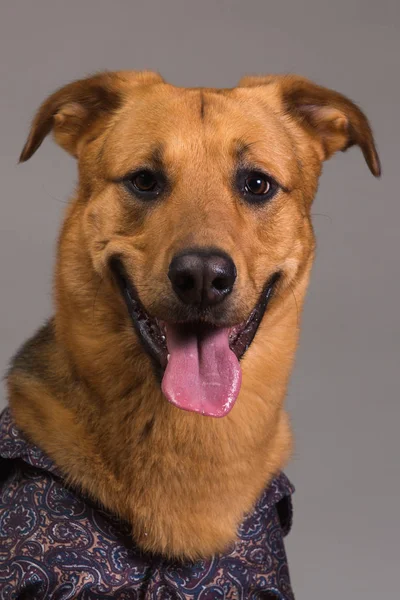 Portrait of a mixed breed dog in clothes — Stock Photo, Image