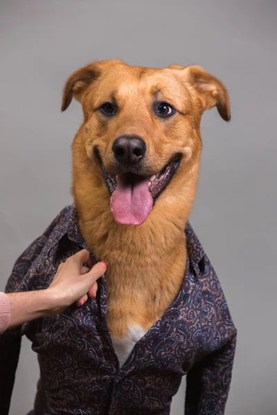 Portrait of a mixed breed dog in clothes — Stock Photo, Image