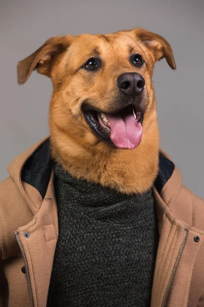 Portret van een gemengd ras hond in kleding — Stockfoto