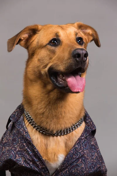 Portrait of a mixed breed dog in clothes — Stock Photo, Image