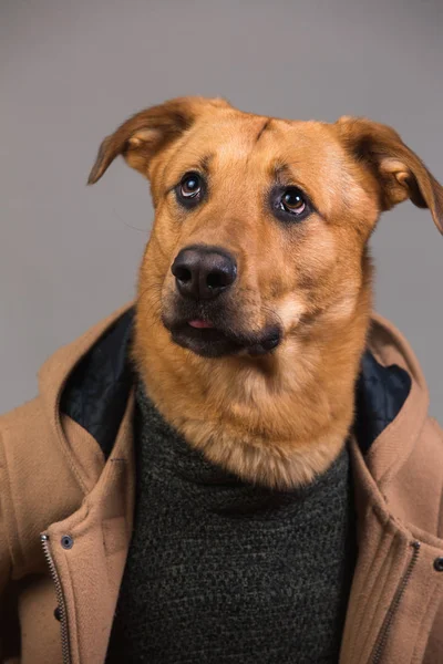 Portrait of a mixed breed dog in clothes — Stock Photo, Image