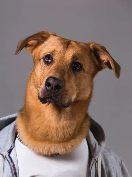 Portrait of a mixed breed dog in clothes — Stock Photo, Image