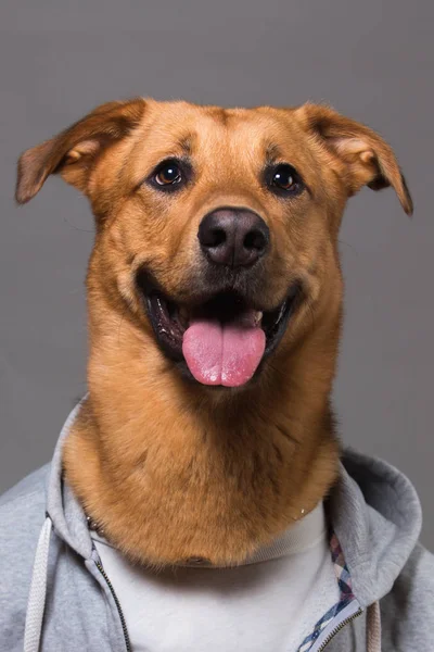 Portret psa rasy mieszanej w ubraniach — Zdjęcie stockowe