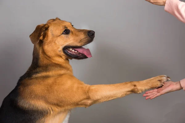 Amizade e parceria entre homem e cão no interior — Fotografia de Stock