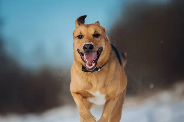 Stor hund kör på kamerans riktning, ser lycklig. Mongrel i snön — Stockfoto