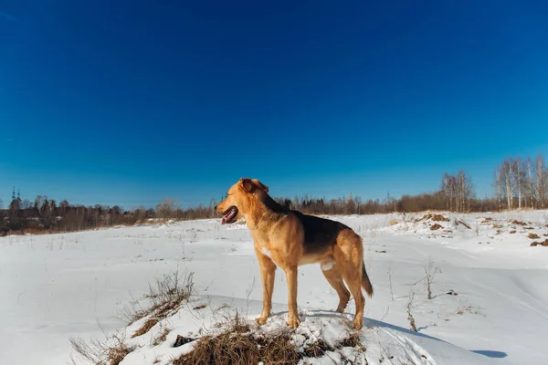 Netter Mischlingshund draußen. Mischling im Schnee — Stockfoto