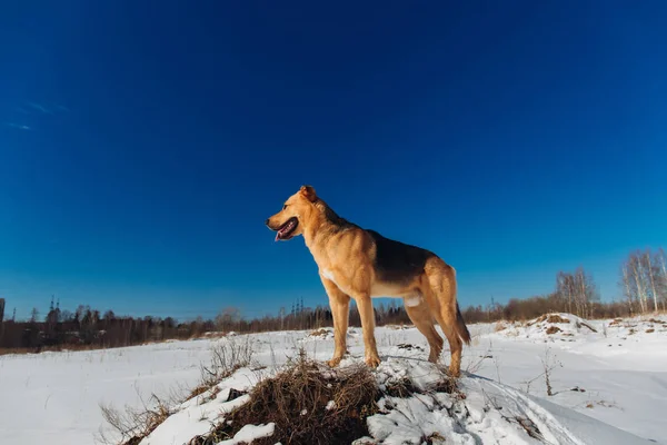 Симпатичні змішані породи собак зовні. Mongrel в снігу — стокове фото