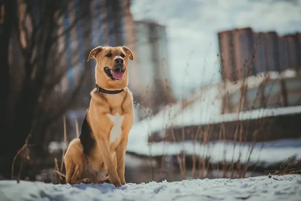 Милый пёс смешанной породы снаружи. Дворняга в снегу — стоковое фото