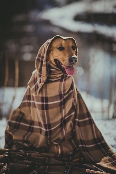 Söt blandad ras hund utanför. Mongrel i snön — Stockfoto