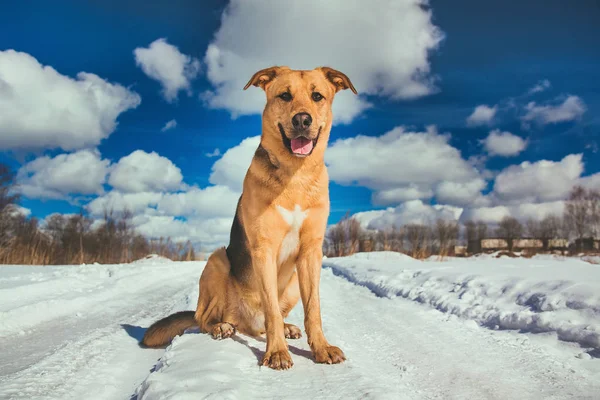 Sevimli karışık cins köpek dışında. Karda Mongrel