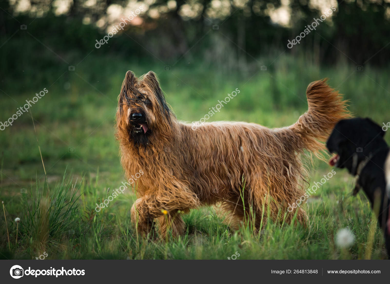 Berger de Brie Briard dog at walk — Stock Photo © art2435 #264813848