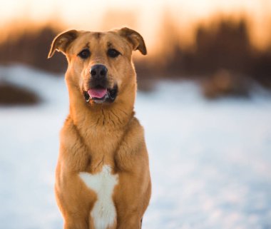 Sevimli karışık cins köpek dışında. Karda Mongrel