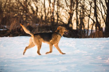 Sevimli karışık cins köpek dışında. Karda Mongrel