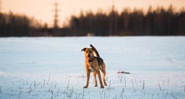 Sevimli karışık cins köpek dışında. Karda Mongrel