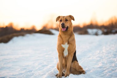Sevimli karışık cins köpek dışında. Karda Mongrel