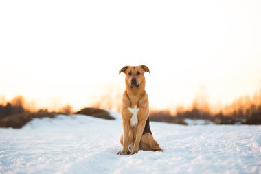Sevimli karışık cins köpek dışında. Karda Mongrel