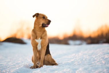 Sevimli karışık cins köpek dışında. Karda Mongrel