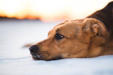 Sevimli karışık cins köpek dışında. Karda Mongrel