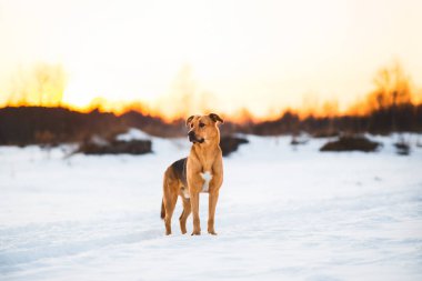Sevimli karışık cins köpek dışında. Karda Mongrel