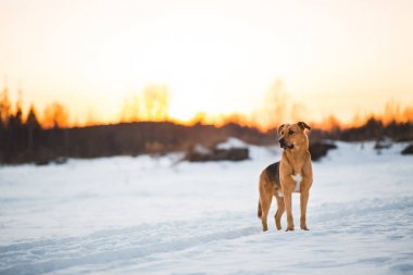 Sevimli karışık cins köpek dışında. Karda Mongrel