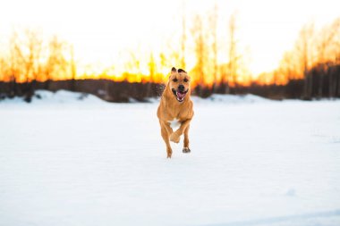 Büyük köpek kamera yönünde koşuyor, mutlu görünüyor. Gün batımında karda Mongrel