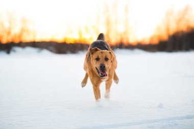 Büyük köpek kamera yönünde koşuyor, mutlu görünüyor. Gün batımında karda Mongrel
