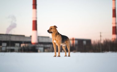Sevimli karışık cins köpek dışında. Karda Mongrel