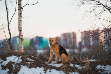 Sevimli karışık cins köpek dışında. Karda Mongrel