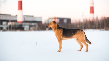 Sevimli karışık cins köpek dışında. Karda Mongrel