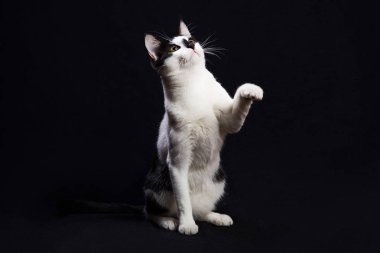 Siyah beyaz kedi siyah arka plan üzerinde oturup.