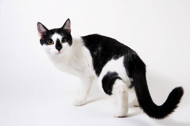 Siyah beyaz kedi beyaz arka planda oturur..