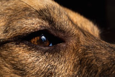 Güneş ışığında iç bir melez köpek köpek portresi kadar yakın