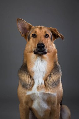 Stüdyoda kırmızı ve siyah melez köpek