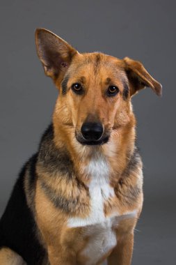 Stüdyoda kırmızı ve siyah melez köpek