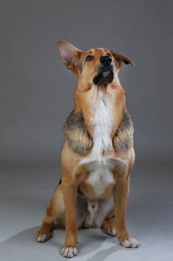 Stüdyoda kırmızı ve siyah melez köpek