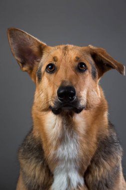 Stüdyoda kırmızı ve siyah melez köpek