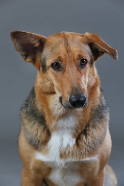 Stüdyoda kırmızı ve siyah melez köpek