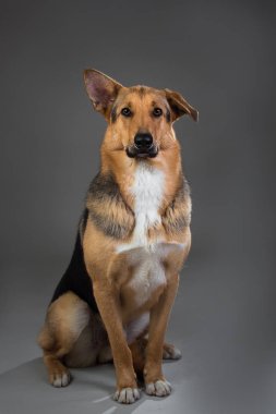 Stüdyoda kırmızı ve siyah melez köpek