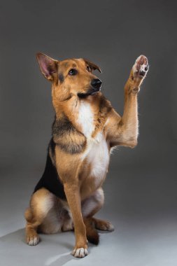 Stüdyoda kırmızı ve siyah melez köpek