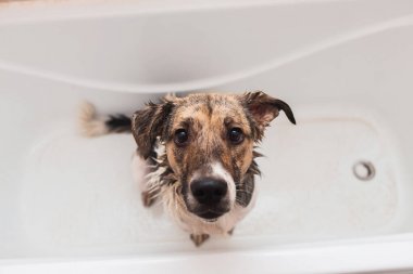 Komik karışık cins köpek Banyo. Köpek köpük banyosu yapıyor. Damat köpek.