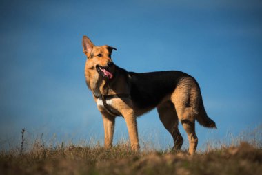 Portre mutlu mongrel köpek güneşli yeşil alanda ayakta ve kenara bakarak. Mavi gökyüzü ve bulutlar arka plan
