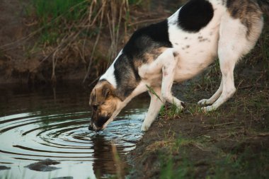 Portre bir köpek su birikintisi su içecekler