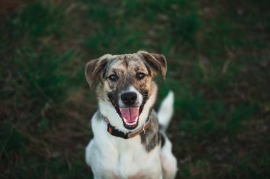 Ayakta ve kameraya bakarak mutlu melez köpek yukarıdan görünümü