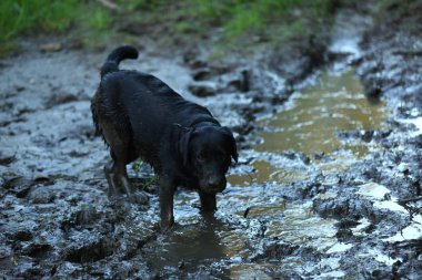 Siyah köpek bir su birikintisi ve çamur banyo