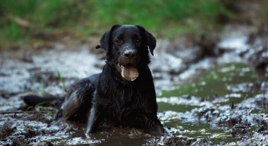 Siyah köpek bir su birikintisi ve çamur banyo