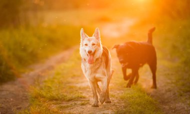 Gün batımında sarı çayırda koşan iki melez köpek