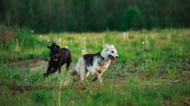 Güneşli bir günde sarı çayırda koşan iki melez köpek
